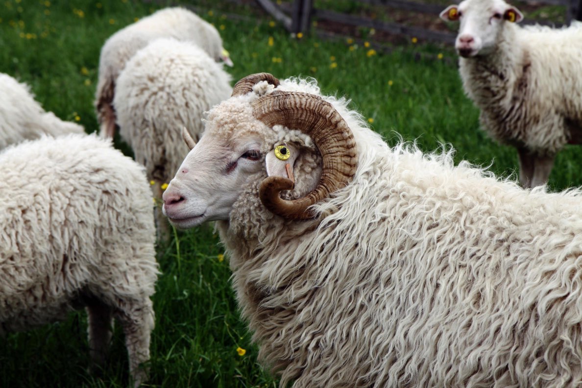 Bruce the Gentle Giant